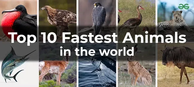 What Is The Fastest Animal In The World