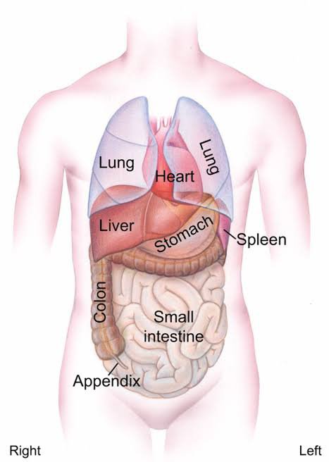 What Organs Are On Your Left Side