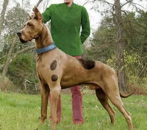 What Kind Of Dog Is Scooby Doo