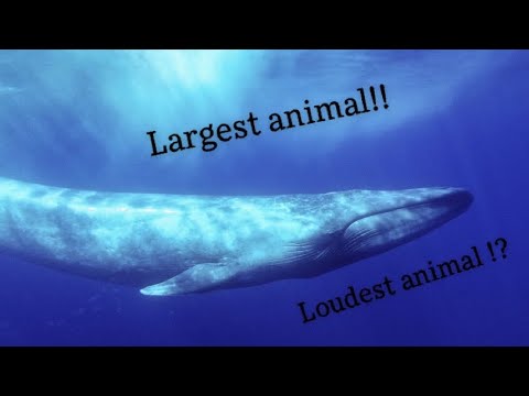 What Is The Loudest Animal In The World