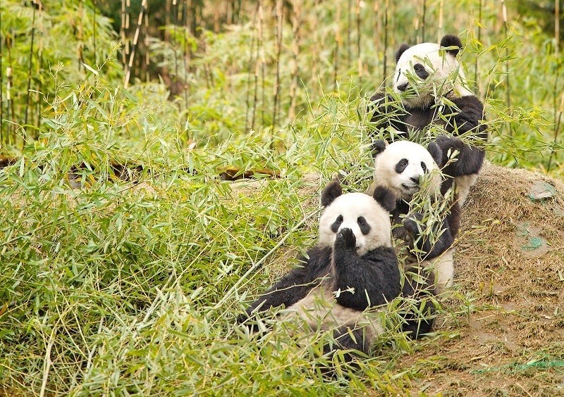 What Is A Group Of Pandas Called