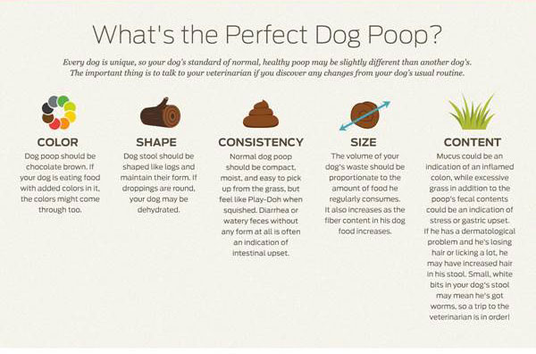 What Home Remedy Can I Give My Dog For Diarrhea
