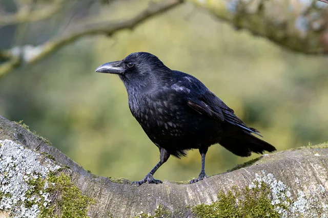 What Is A Group Of Crows Called