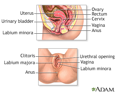 What Does A Vaginal Cyst Look Like