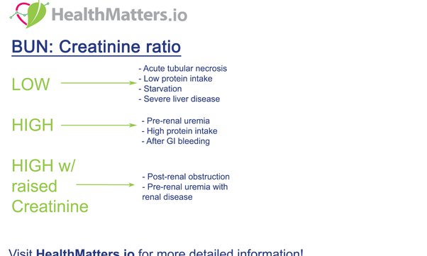 What Is A Dangerously High Bun/Creatinine Ratio