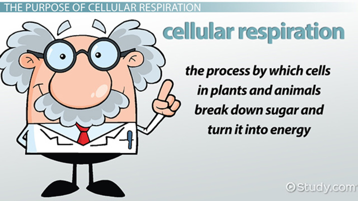 What Is The Purpose Of Cellular Respiration