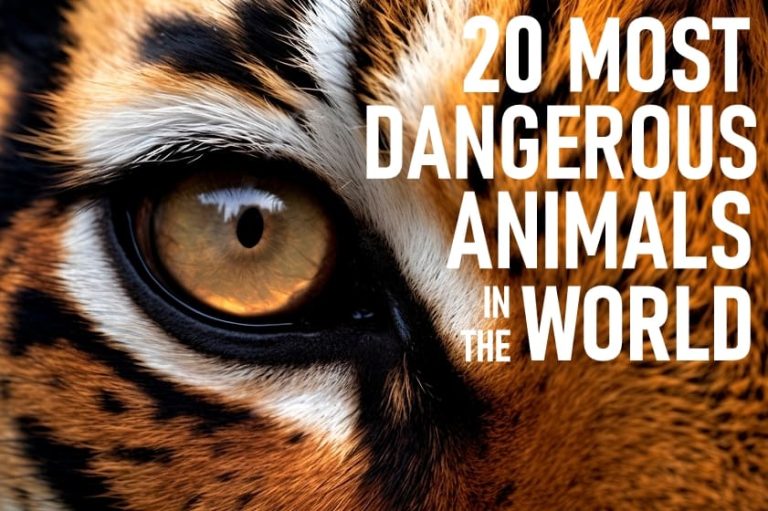 What Is The Most Dangerous Animal In The World