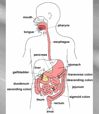 What Diseases Can Be Detected By An Endoscopy