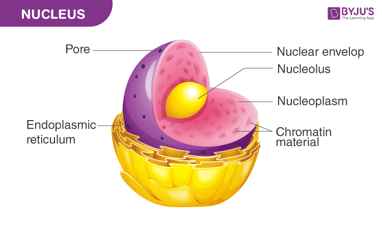 What Is The Function Of The Nucleus