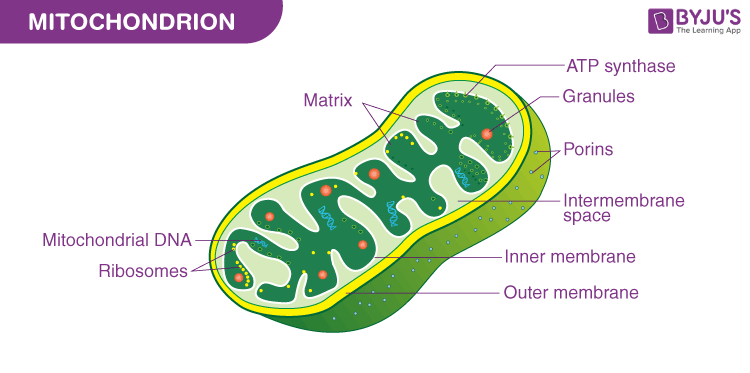 What Is The Function Of The Mitochondria