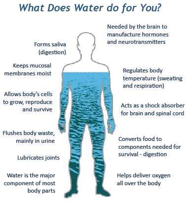 What Does Water Do For The Body